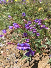 Penstemon parvulus