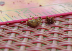 Ips grandicollis