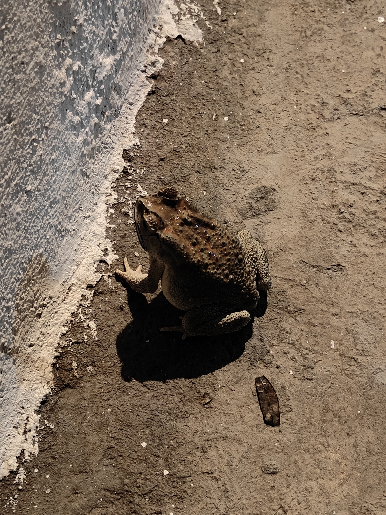 Indian Common True Toad