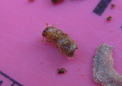 Ips grandicollis