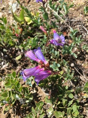 Penstemon parvulus