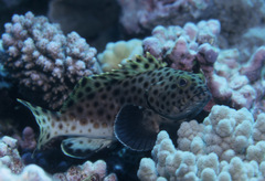 Epinephelus macrospilos