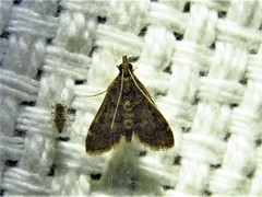 Steniini