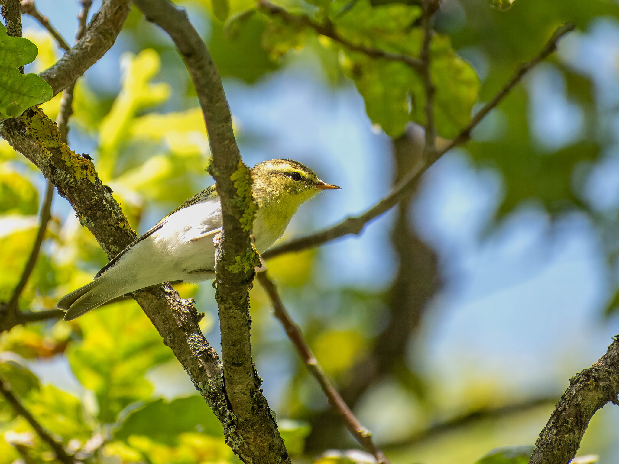 Wood Warbler