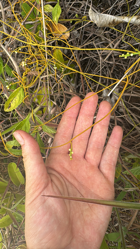Cassytha filiformis observed 2025-07-09
