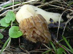 Morchellaceae