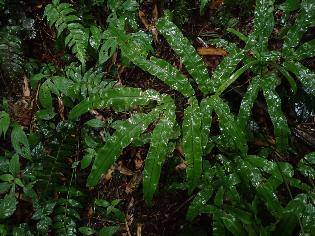 Pteris esquirolii