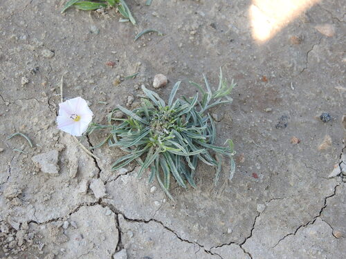 Convolvulus ammannii