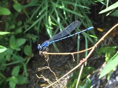 Argia elongata