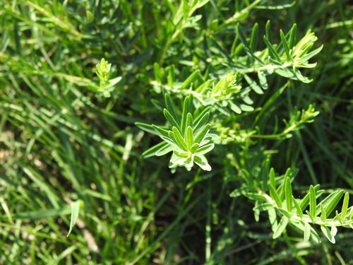 Chinese Stellera