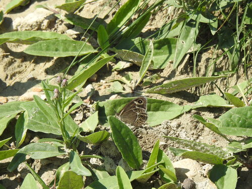 Lasiommata deidamia