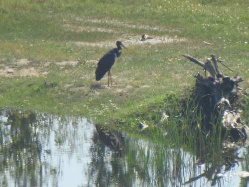 Black Stork
