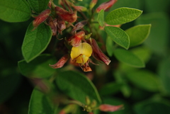 Cajanus scarabaeoides