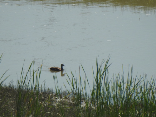 Eastern Spot-billed Duck