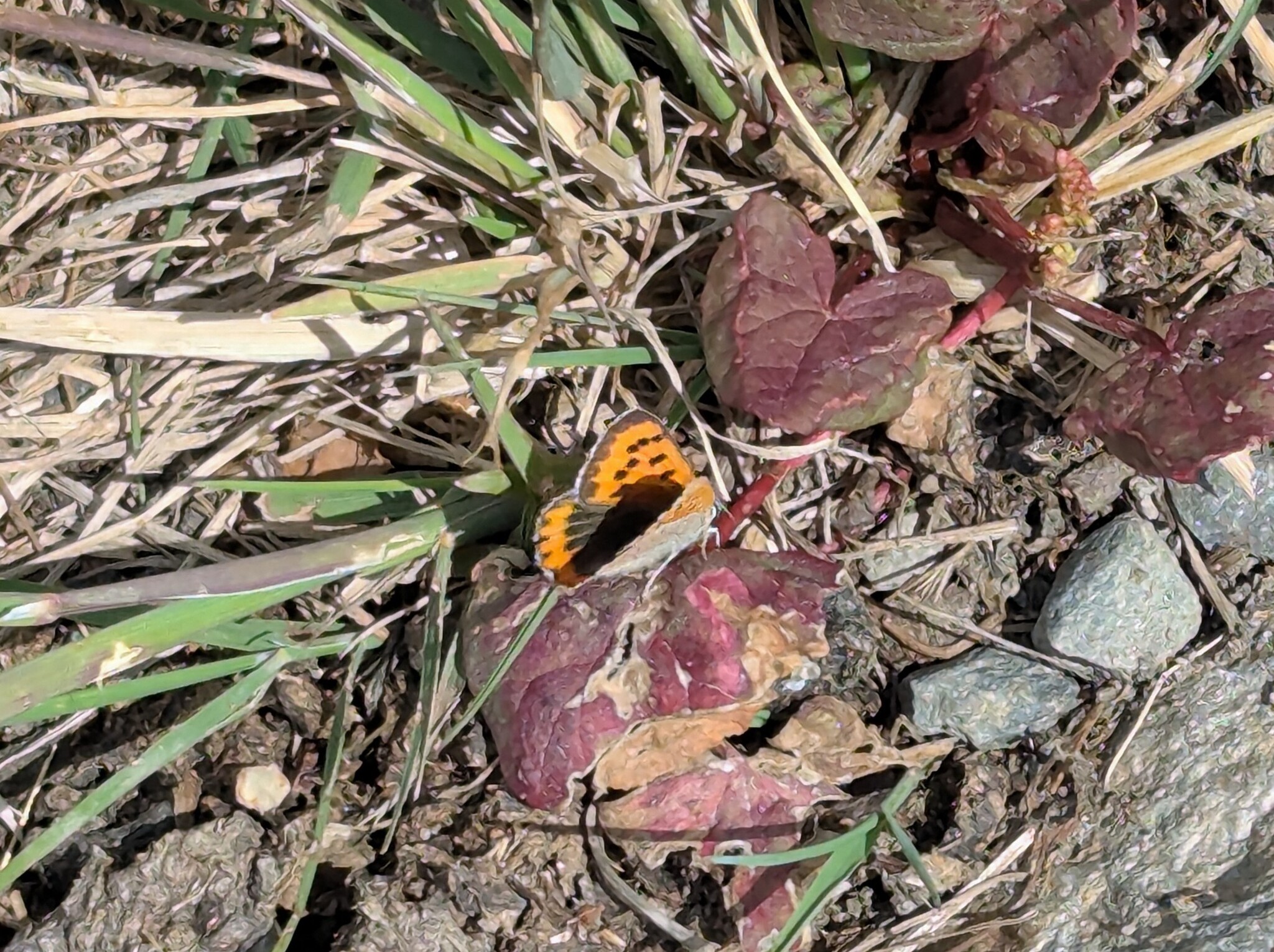 Common Copper