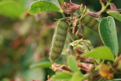 Cajanus scarabaeoides
