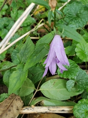 Campanula trachelium