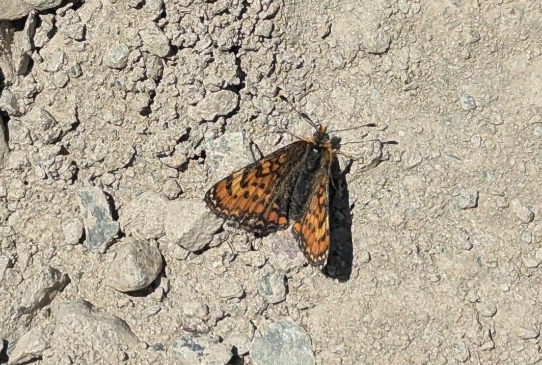 Blackvein Checkerspot