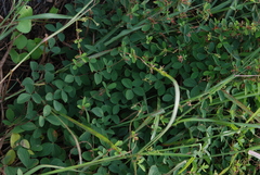 Cajanus scarabaeoides