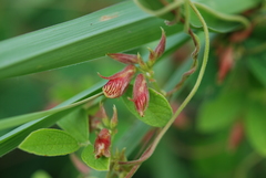 Cajanus scarabaeoides