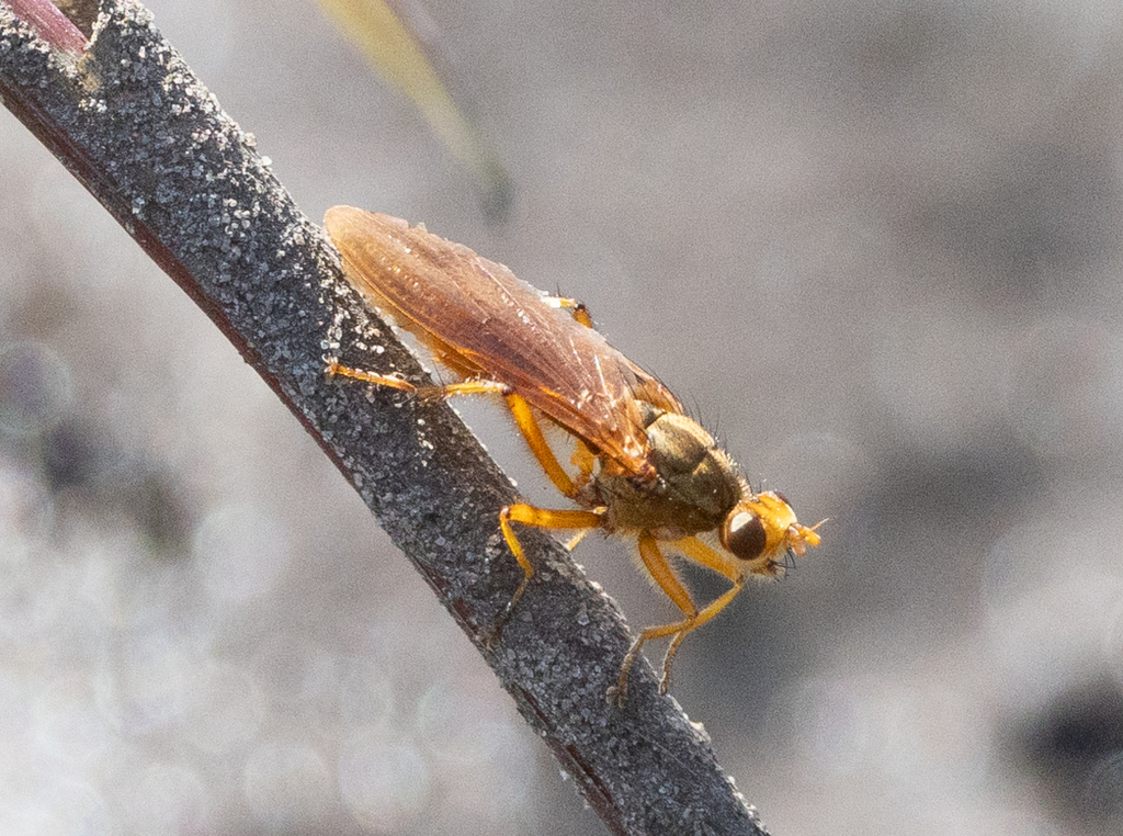 Scatomyza scybalaria