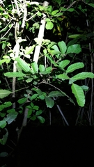 Schinus terebinthifolia image