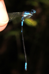Argia terira