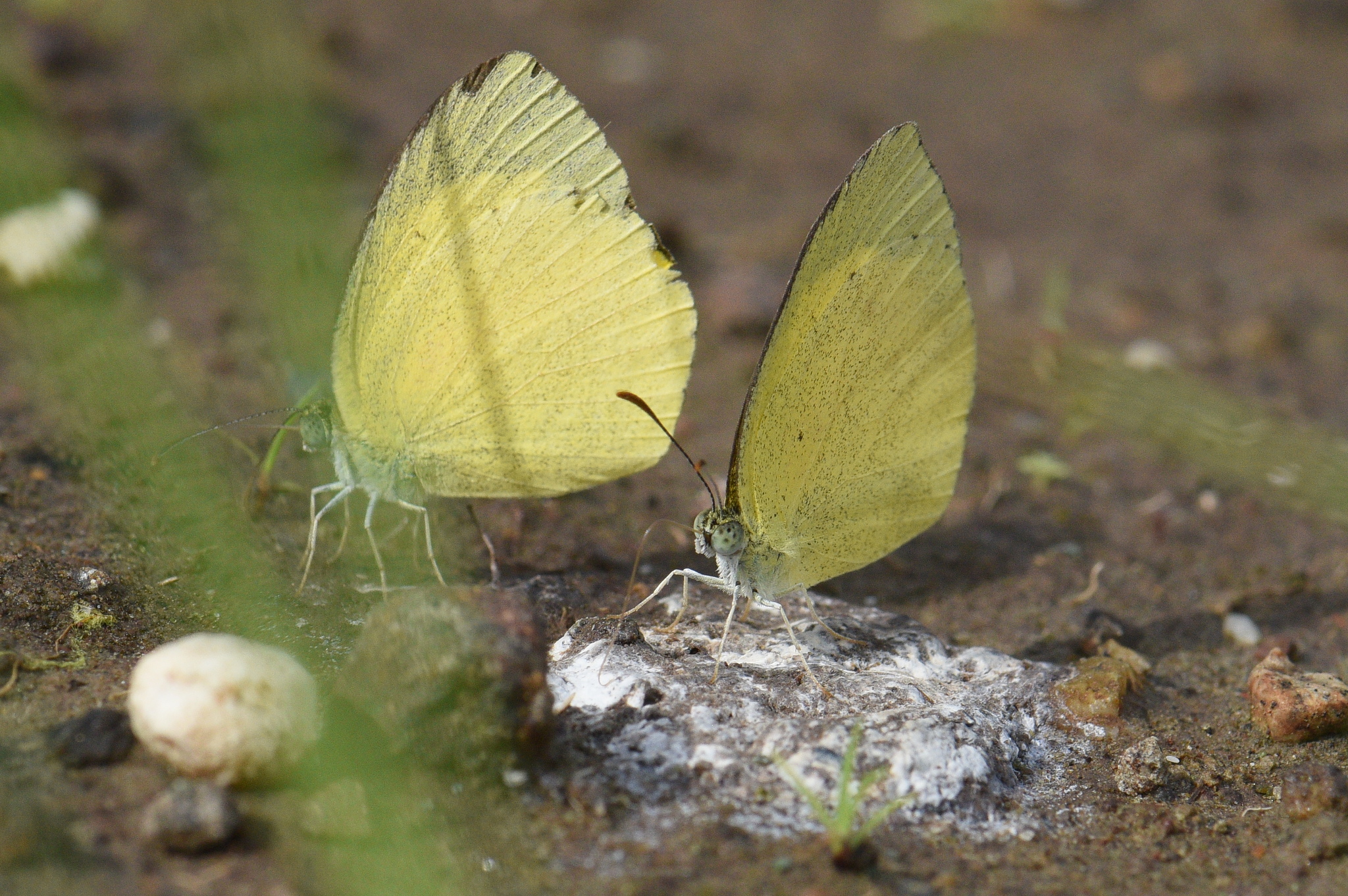 Spotless Grass Yellow