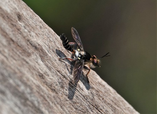 Rhopalogaster araujoi (Rhopalogaster araujoi)