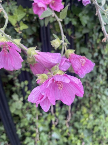 Malva clementii