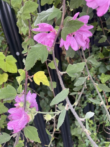 Malva × clementii, photograph 1