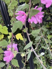 Sean Hartnett, CC BY, iNaturalist via GBIF Malva × clementii, photograph Sean Hartnett, CC BY, iNaturalist via GBIF