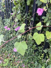 Sean Hartnett, CC BY, iNaturalist via GBIF Malva × clementii, photograph Sean Hartnett, CC BY, iNaturalist via GBIF