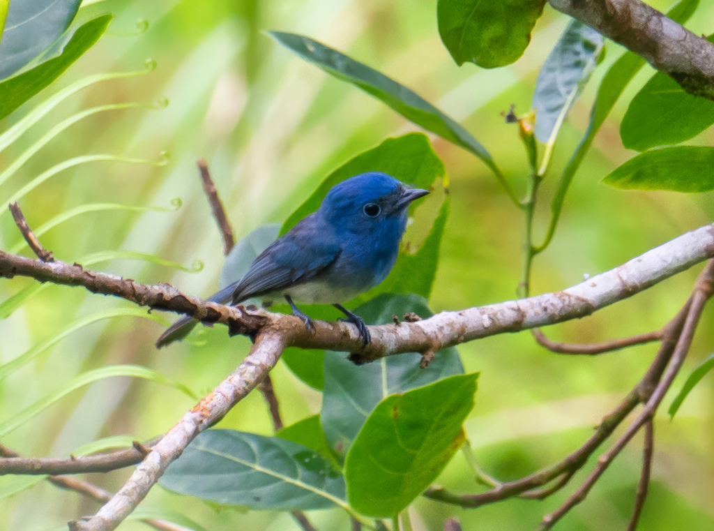 Short-crested Monarch
