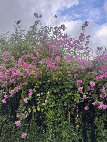 Malva × clementii, photograph 3