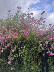 Sean Hartnett, CC BY, iNaturalist via GBIF Malva × clementii, photograph Sean Hartnett, CC BY, iNaturalist via GBIF