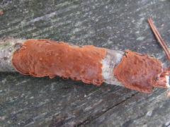 Hymenochaete cinnamomea