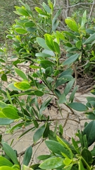 Myoporum boninense