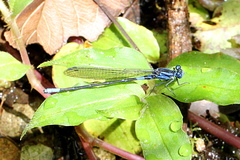 Argia terira