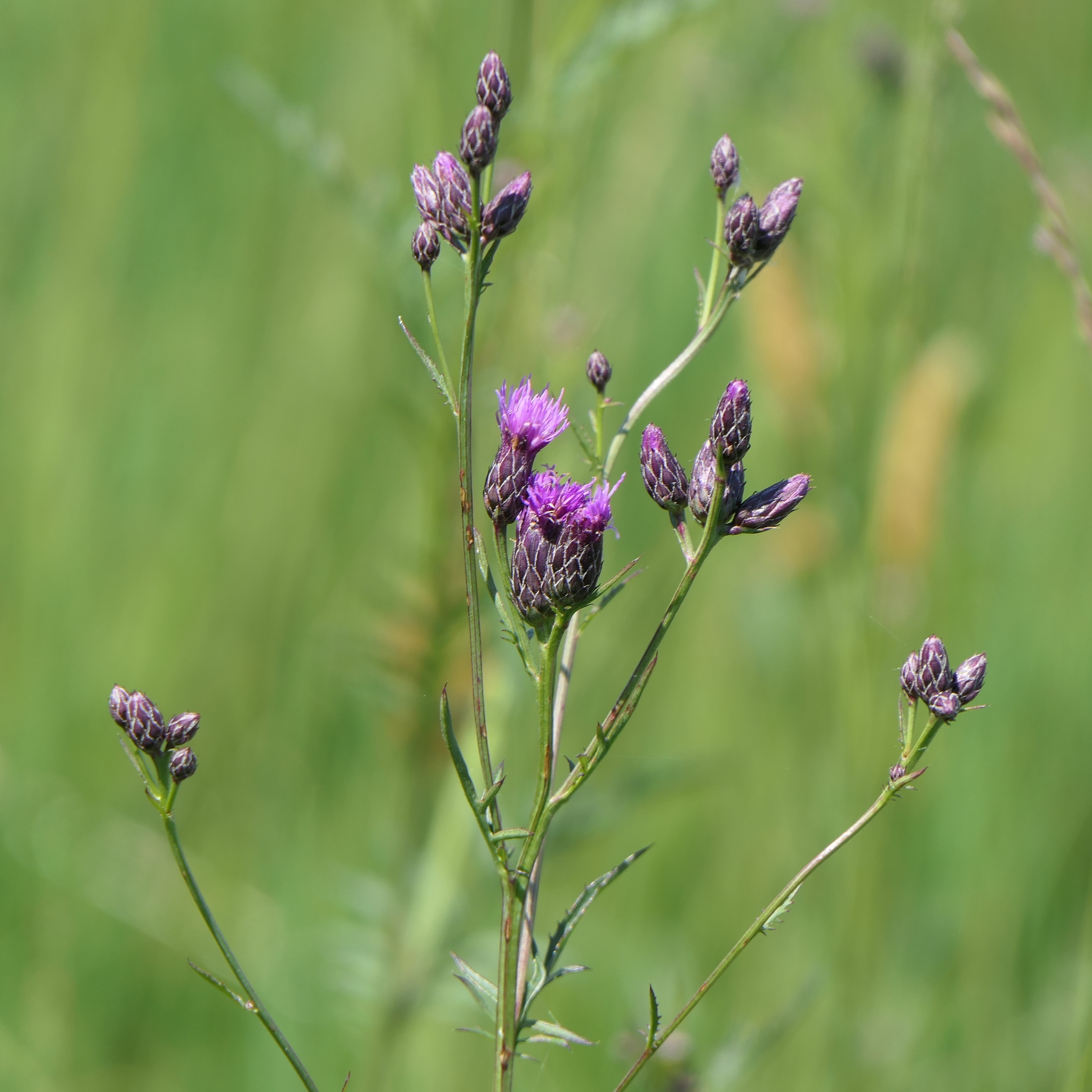 Serratula tinctoria