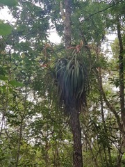 Tillandsia standleyi