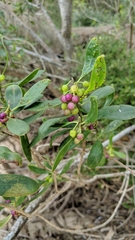 Myoporum boninense