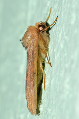 Hampsonodes