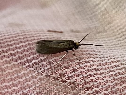 Cauchas breviantennella