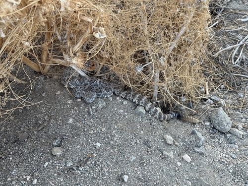 iNaturalist observation photo of Southwestern Speckled Rattlesnake
