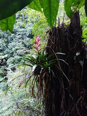 Tillandsia yunckeri