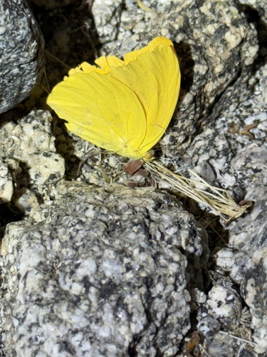iNaturalist observation photo of Large Orange Sulphur