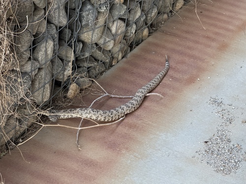 iNaturalist observation photo of Southwestern Speckled Rattlesnake
