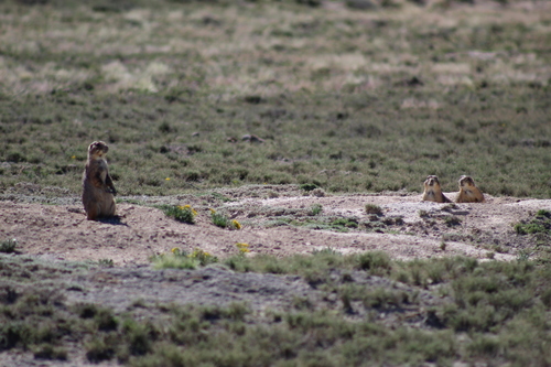 Mexican Prairie Dog (Cynomys mexicanus)