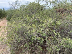 Rhus aromatica pilosissima